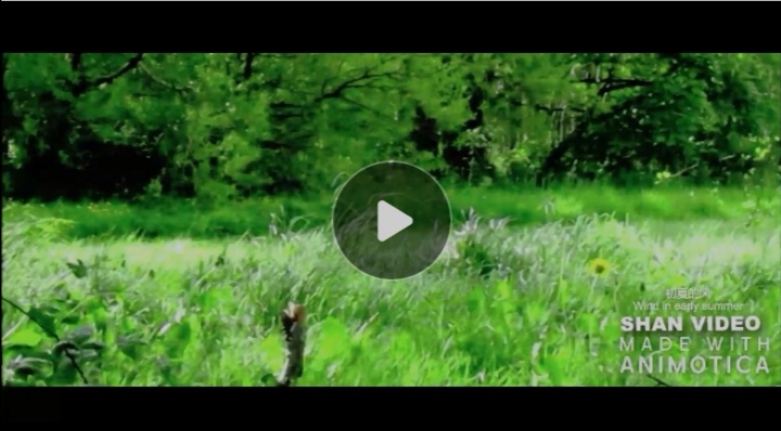 Wind in early summer 初夏的风&nbsp;山中小涧原创视频