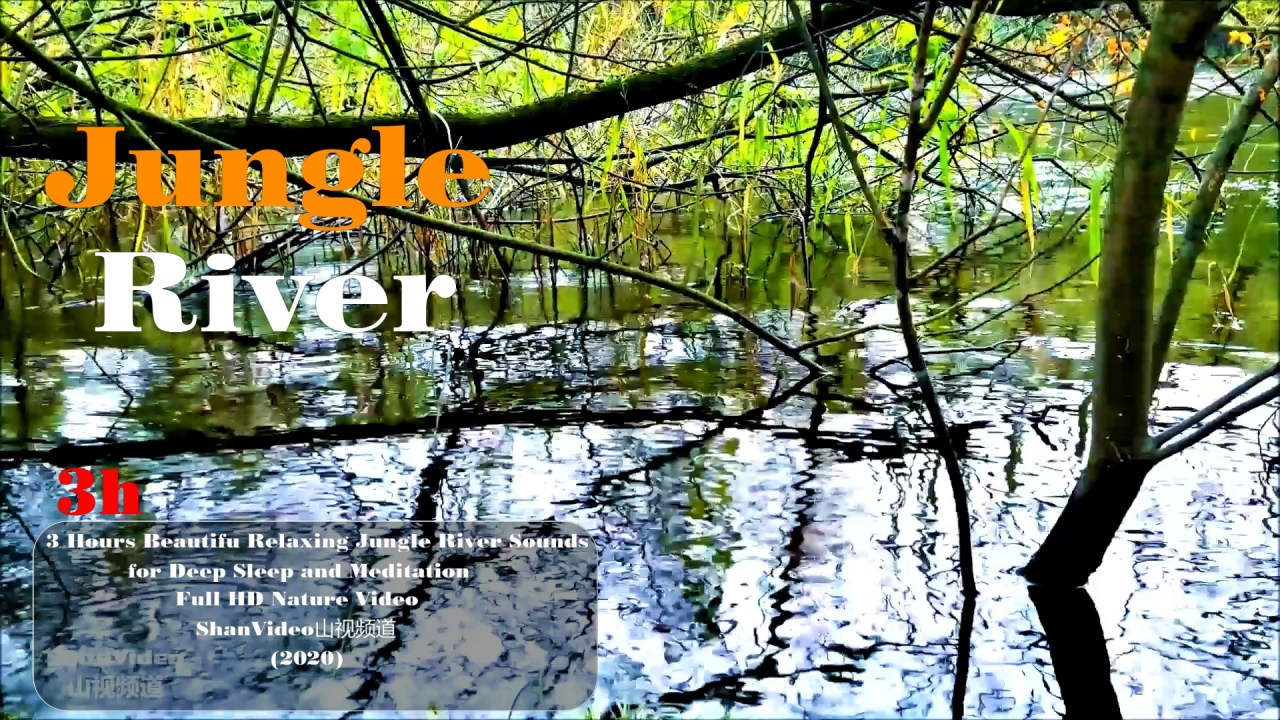 #naturesoundsjungleriver #naturesoundsdeepsleep #naturesoundscricket 3小时丛林,小河,风吹荡漾流水声，节奏,舒缓的水声,午后,蟋蟀长鸣,令人放松的氛围，可为你深沉入睡，沉思,冥想,工作 学习,背景音效,实录全高清HD大自然影像,视频画面由ShanVideo山视频道创制