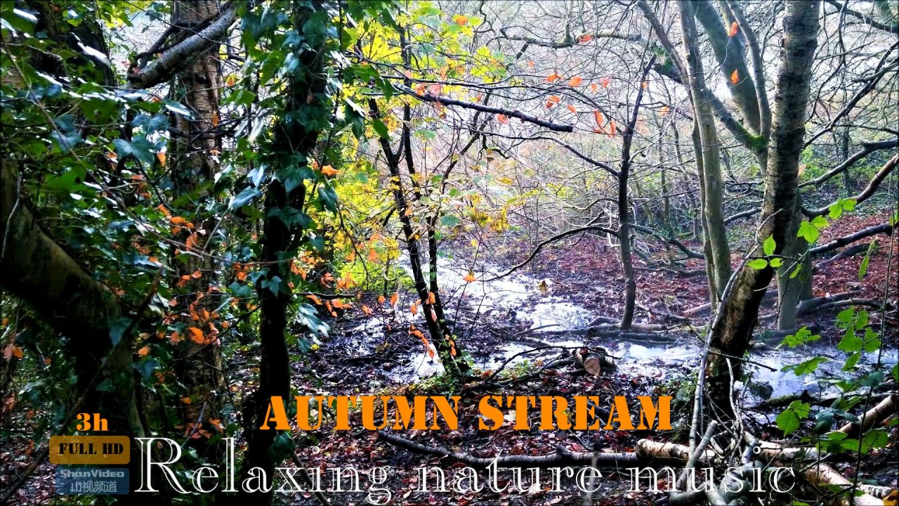 #relaxingmusic #sleepmusic #calmmusic Relaxing Nature Music Autumn Stream for Deep Sleep and Meditation,Full HD Video. ShanVideo山视频道(2020)