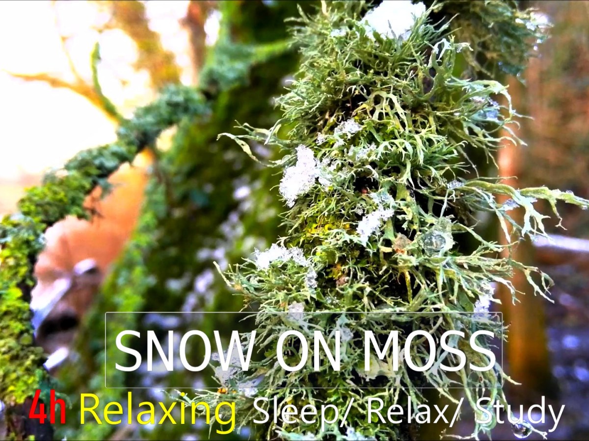 Falling Snow on the Moss,[4hrs]Relaxing Nature Sounds ,Sleep/ Relax/ Study/Full HD.ShanVideo山视频道2021