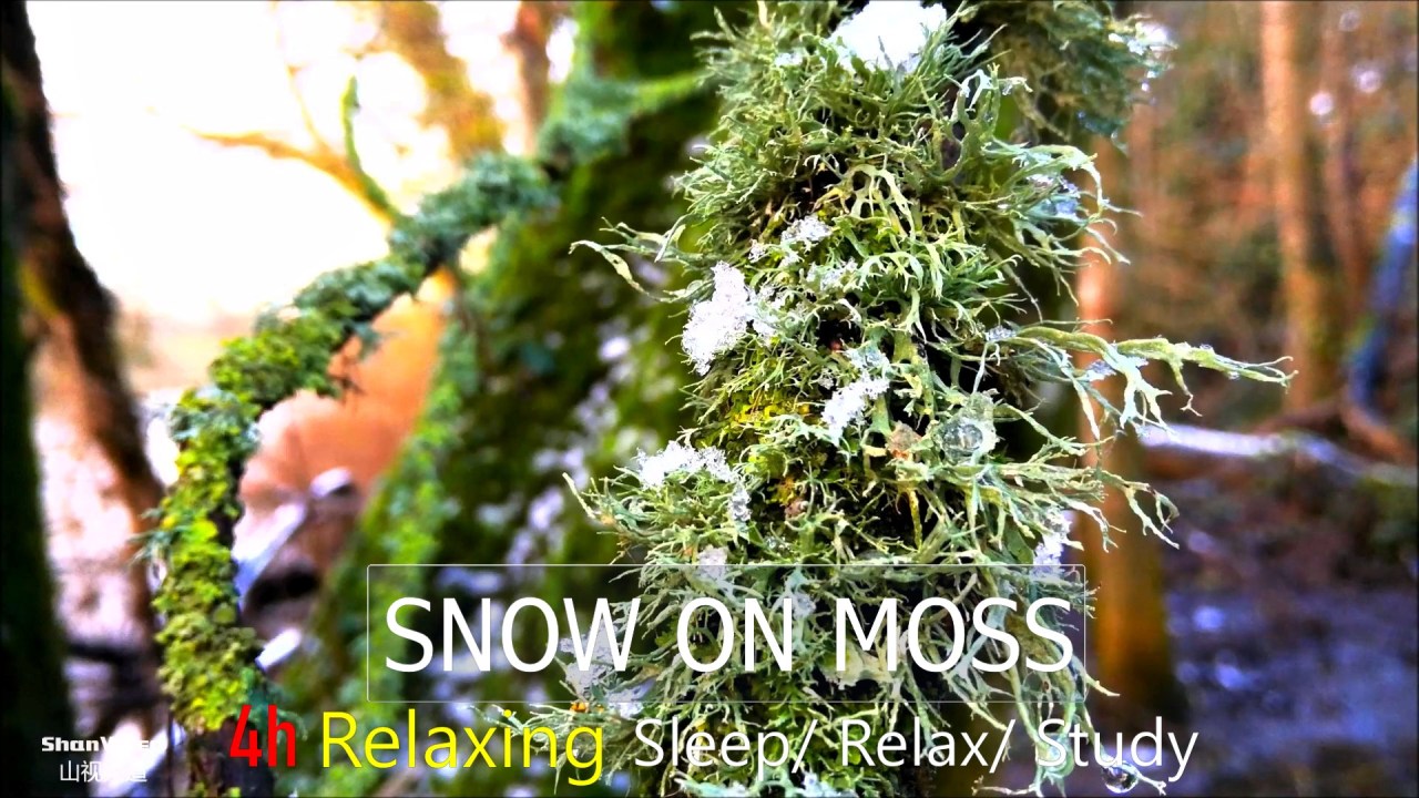 Falling Snow on the Moss,[4hrs]Relaxing Nature Sounds ,Sleep/ Relax/ Study/Full HD.ShanVideo山视频道2021